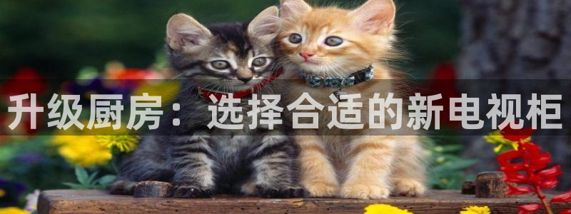 cq9电子金鸡报晓